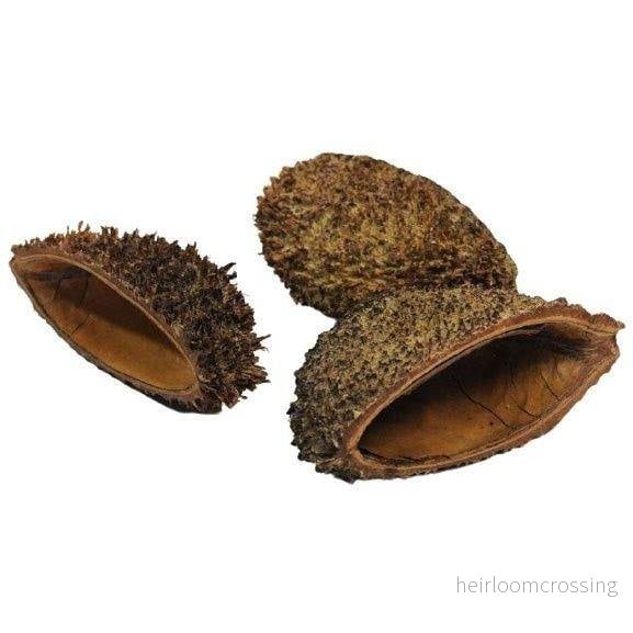 Bolsa Pod 8–12 cm