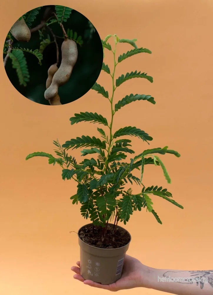 Tamarind träd (Tamarindus indica)