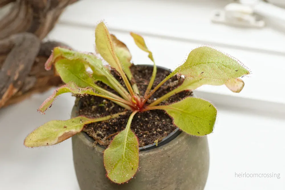 Queensland Sundew (Drosera andromeda) Queensland Sundew (Drosera andromeda)