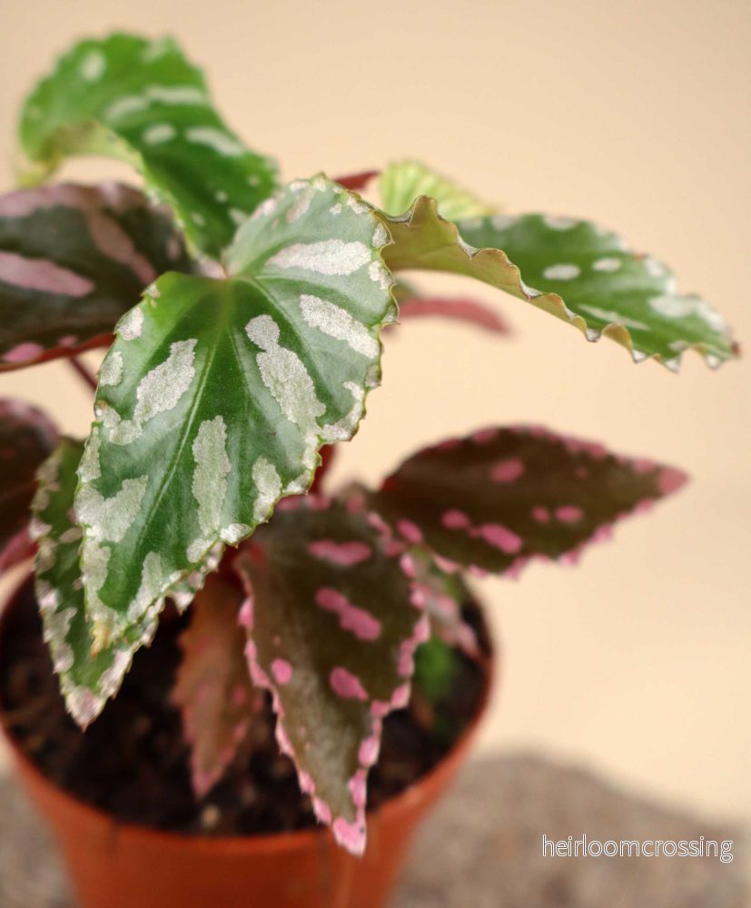 Begonia sp. Julau (type 1) - Bild 3