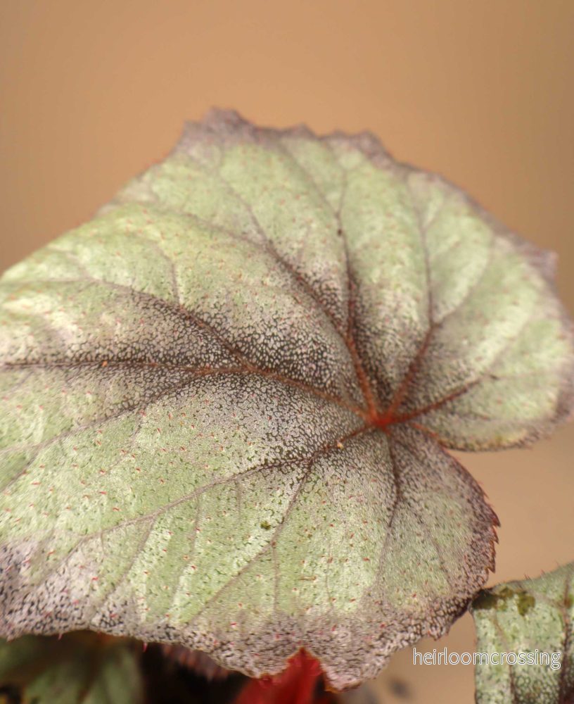 Begonia 'Flamingo Soul' - Bild 3