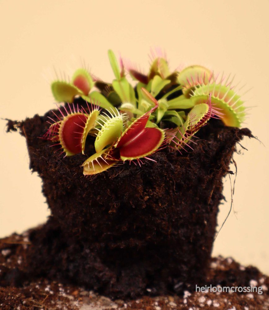 Dionaea muscipula 'Venus flugfälla' - Bild 2