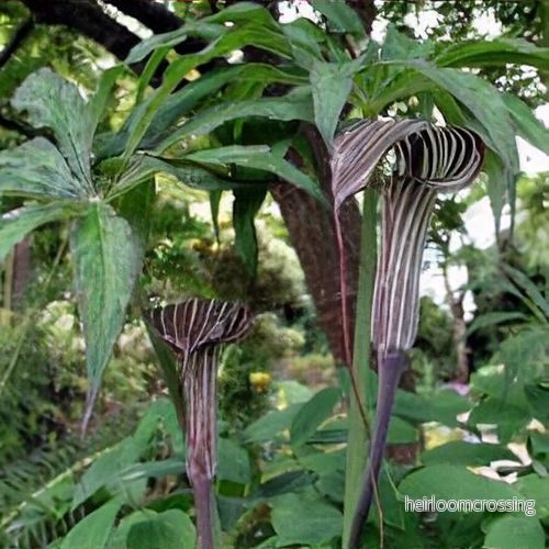 Röd Kobralilja (Arisaema consanguineum) | frö, 10 st.