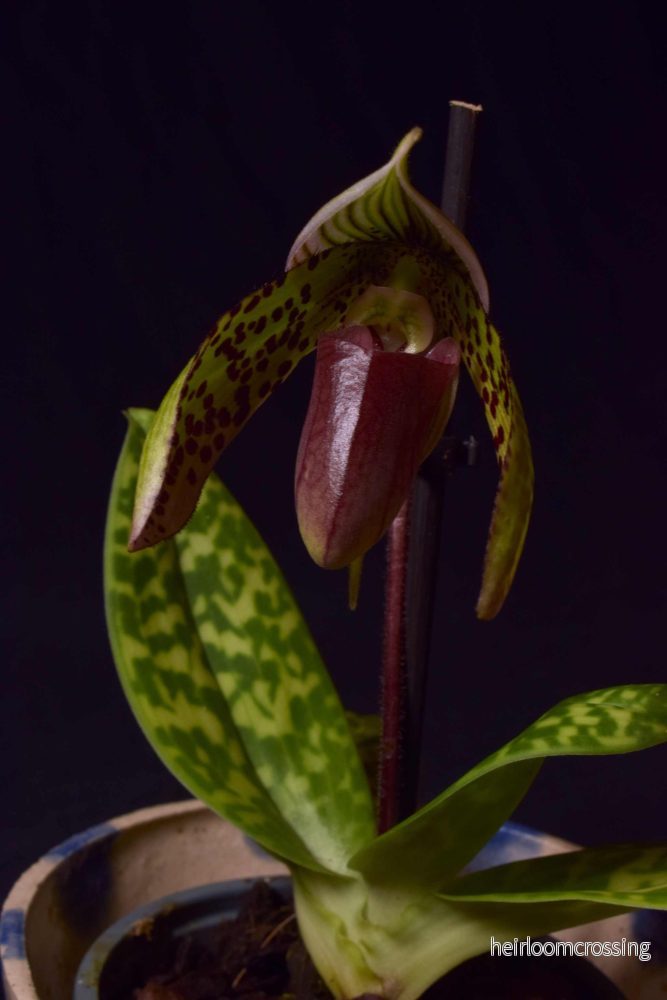 Paphiopedilum sukhakulii - Bild 3