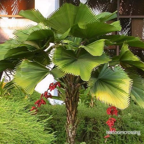 Licuala Palm (Licuala grandis) | frön, 10 st.