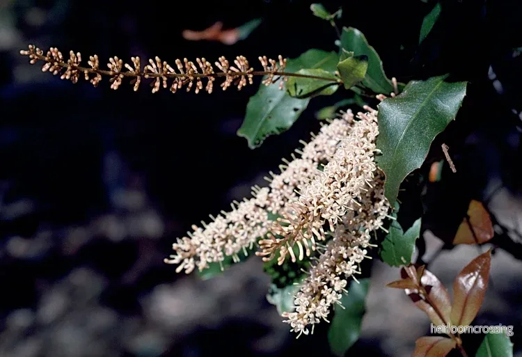Macadamianöt (Macadamia ternifolia) | frön, 3 st.