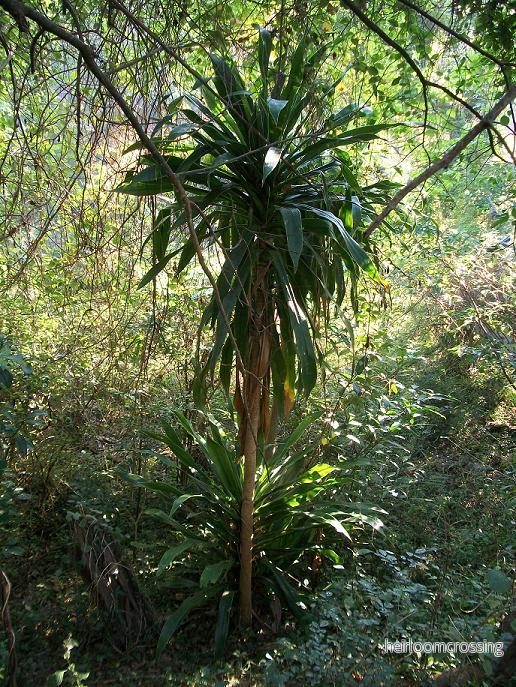 Sydafrikansk drakeväxt (Dracaena aletriformis) | frön, 10 st.
