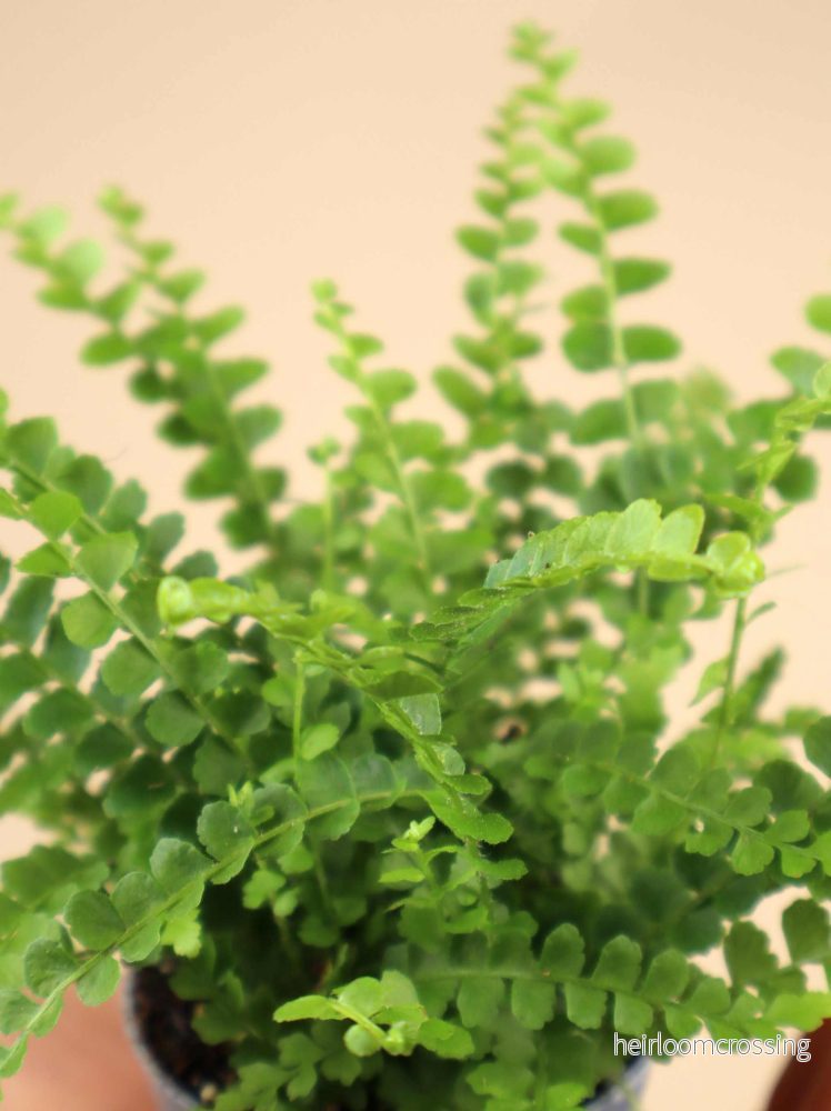 Nephrolepis cordifolia - Bild 2
