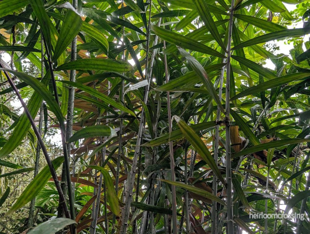 Salak 'Salacca zalacca' | Ätbar - Bild 3