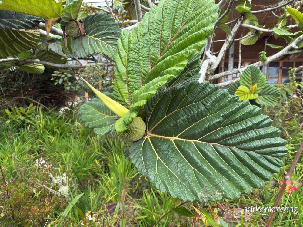 Ficus dammaropsis | Världens största fikon