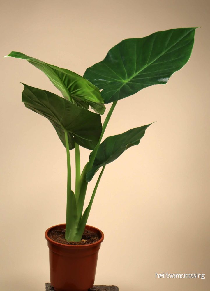 Alocasia macrorrhizos 'giant taro' - Bild 2