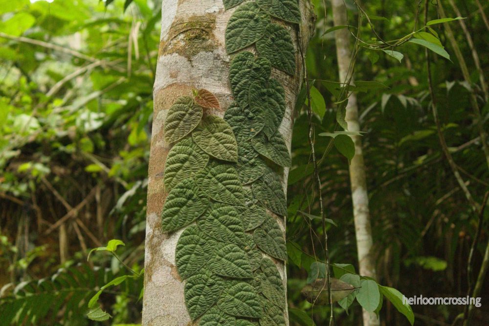 Ficus villosa