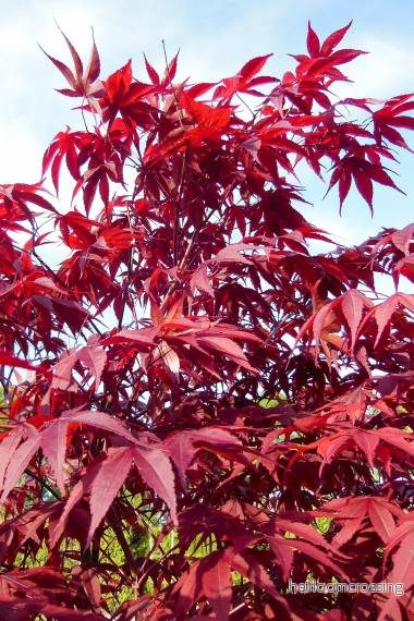 Röd japansk lönn (Acer palmatum "Atropurpureum") | frön, 10 st.
