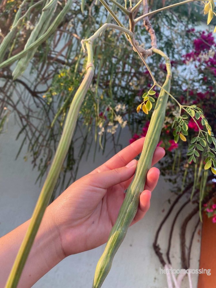 Moringa oleifera | Pepparrotsträd - Bild 2