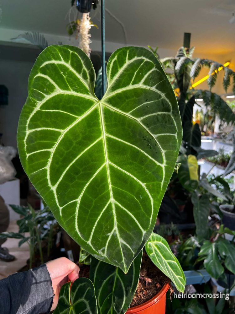 Anthurium regale