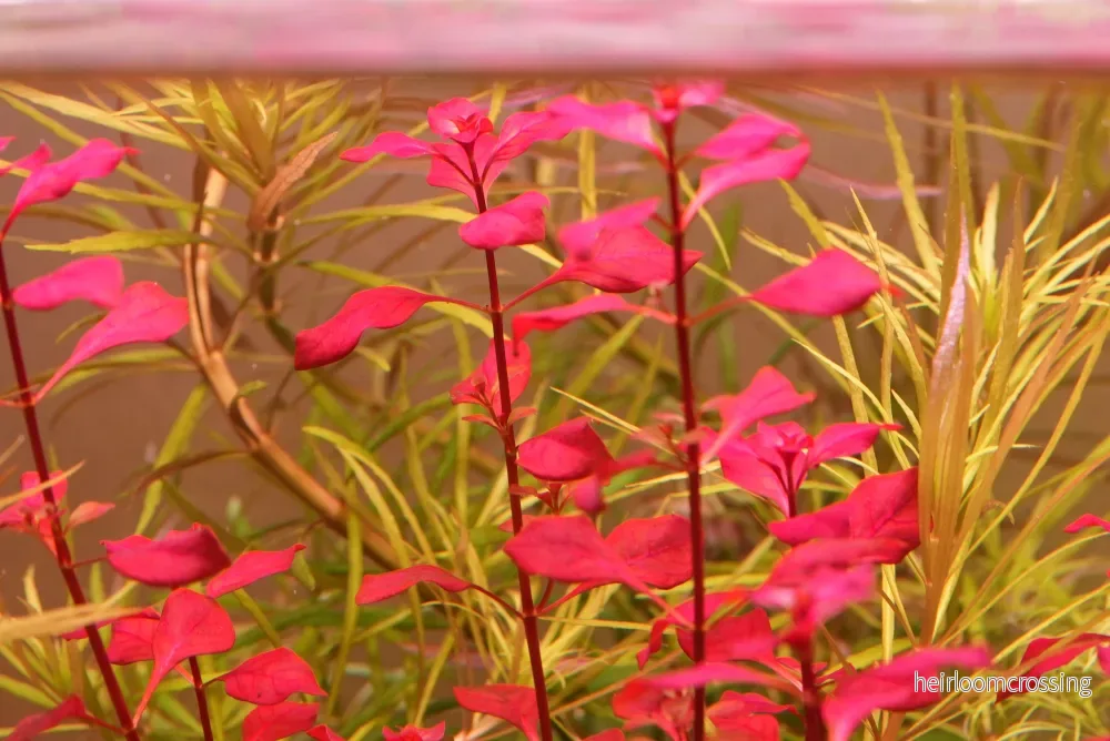 Ludwigia palustris Super Red