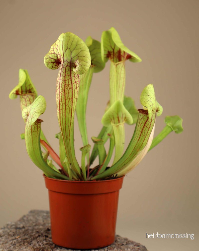 Sarracenia x 'Fon' - Bild 3