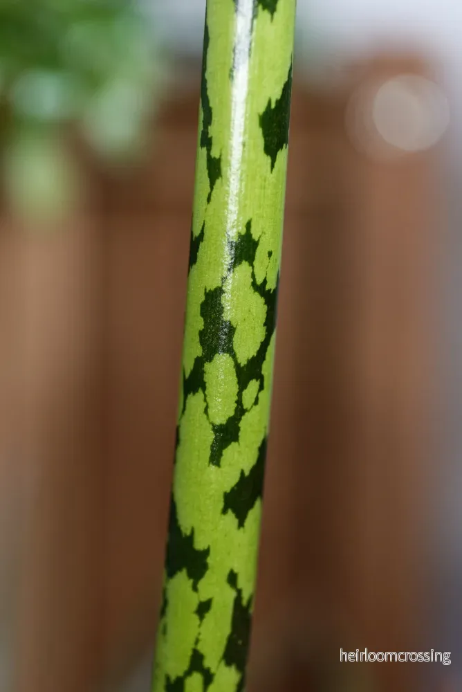 Amorphophallus (Amorphophallus bulbifer) | knölar - Bild 3