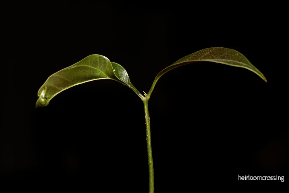 Vild mango (Mangifera griffithii) | växt - Bild 2