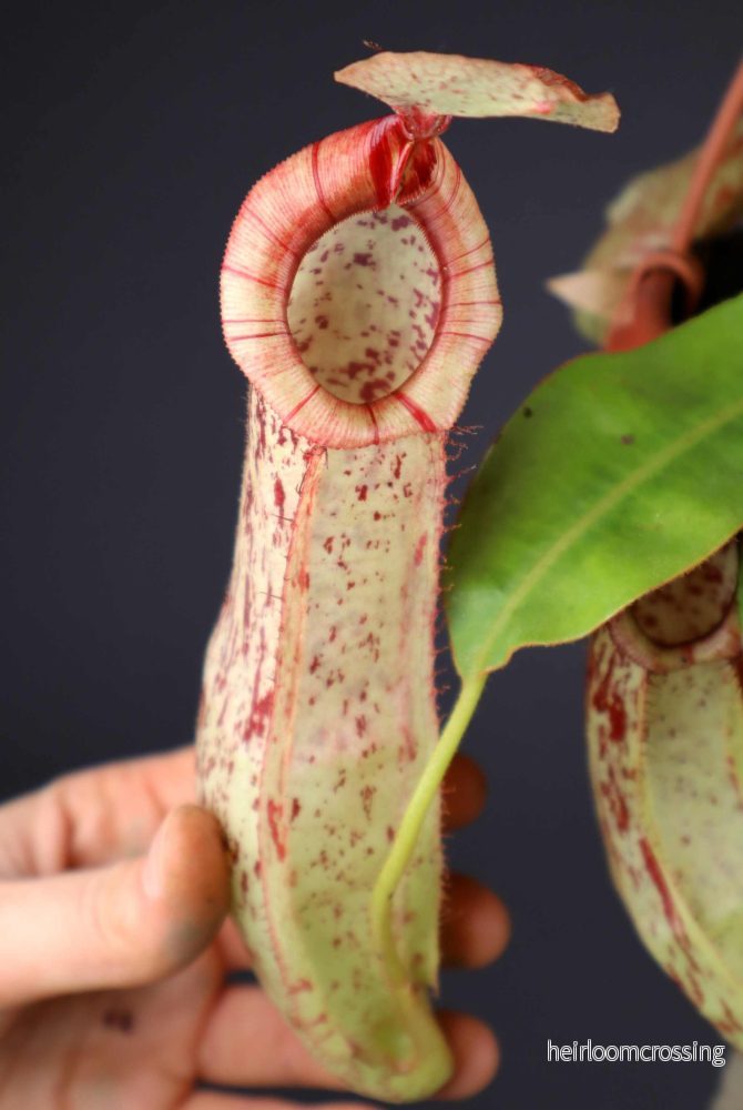 Nepenthes x Mojito - Bild 2
