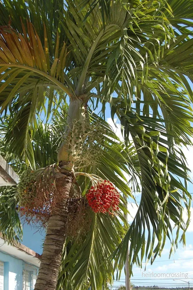 Julpalm (Adonidia merrillii) | frön, 5 st.