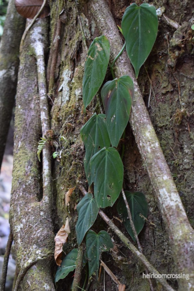 Philodendron hederaceum var. hederaceum 'Micans'