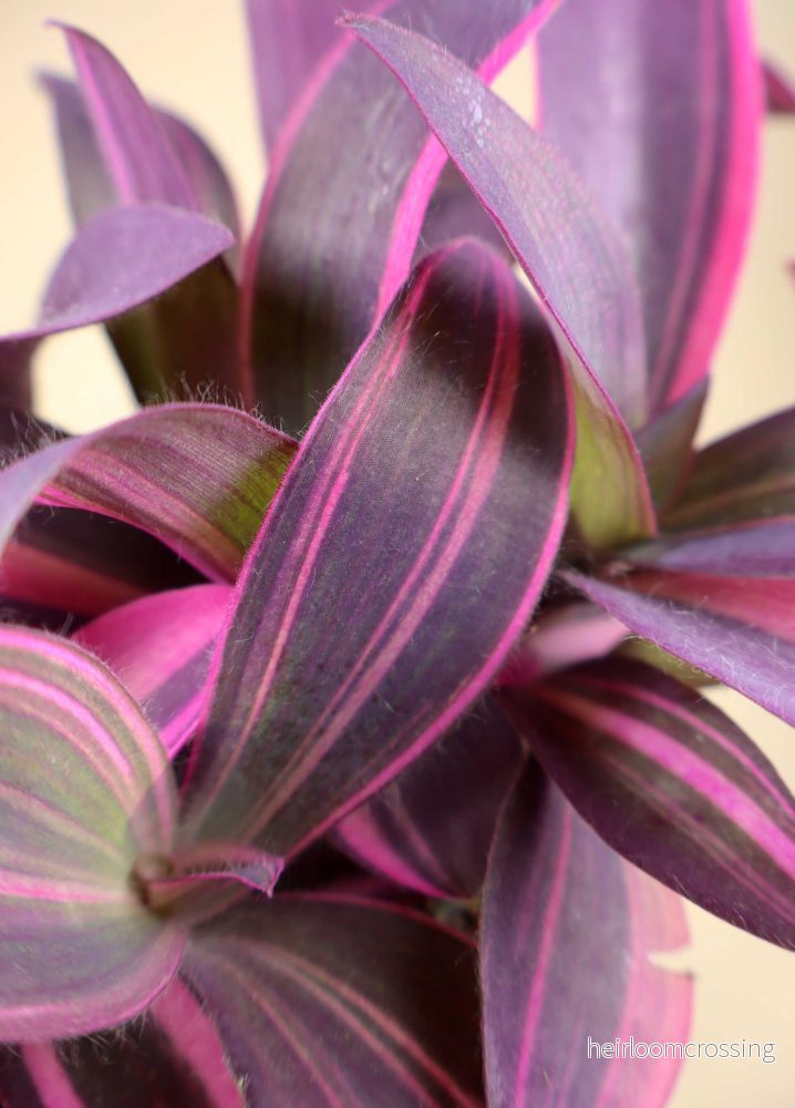 Tradescantia pallida 'pink stripe' - Bild 3