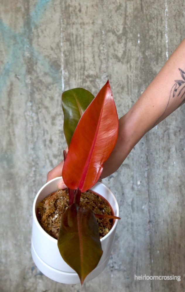 Philodendron Selloum 'Sun Red' - Bild 2