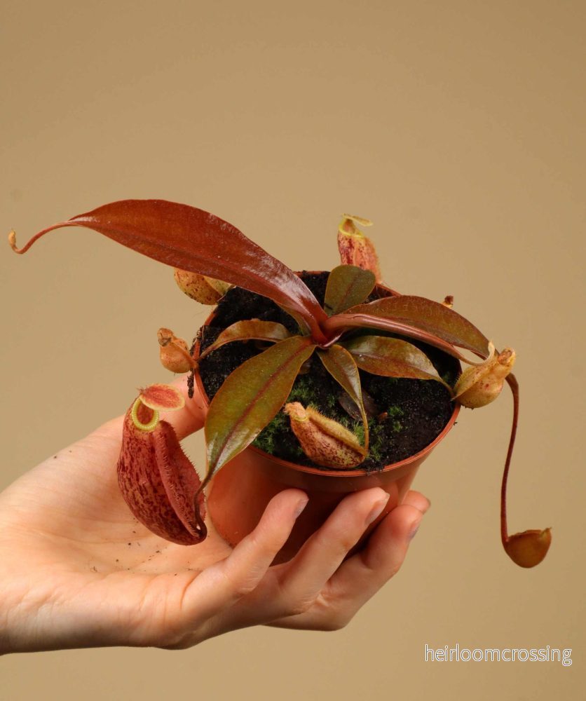 Nepenthes × 'Suki' - Bild 2