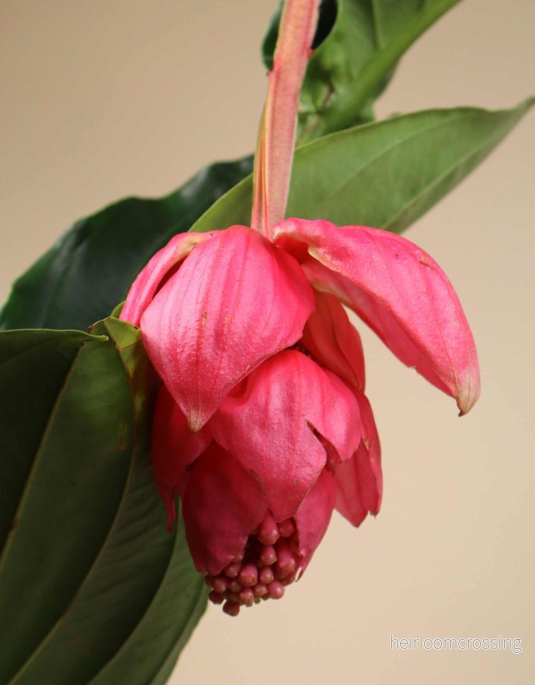Medinilla magnifica | Rosenskärm - Bild 2