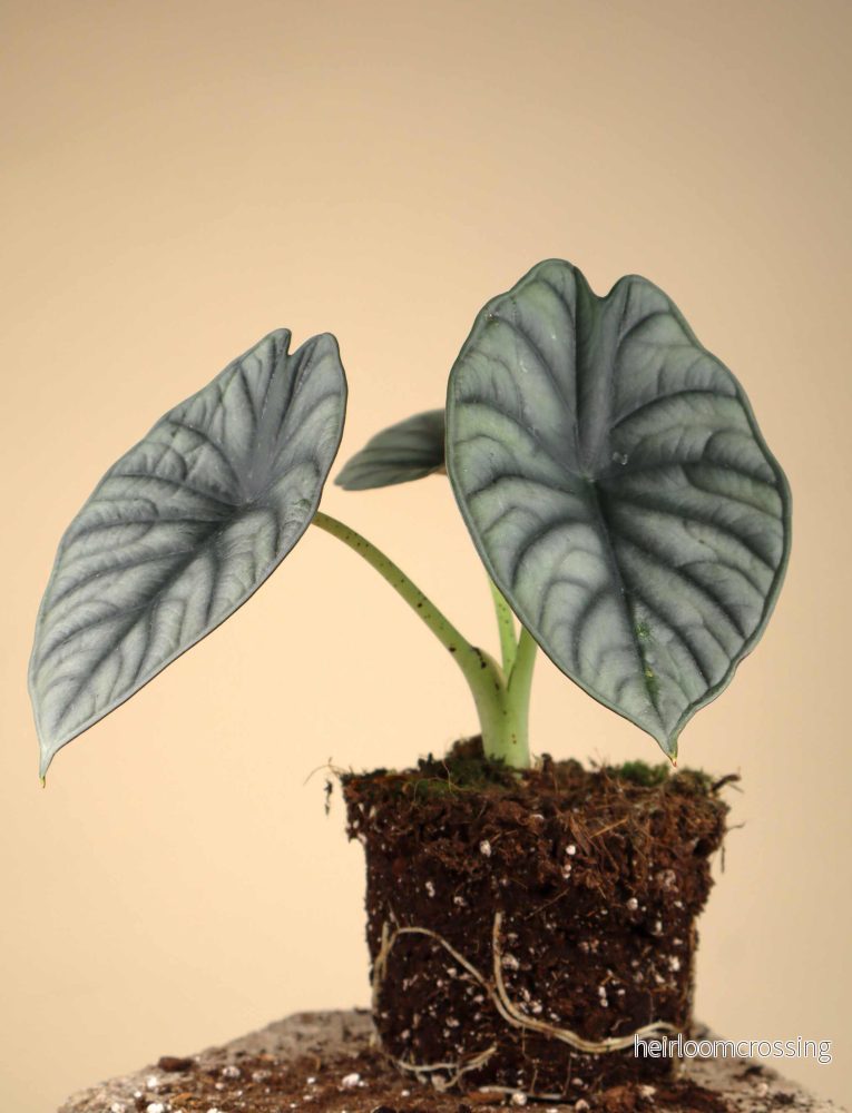 Alocasia nebula - Bild 2