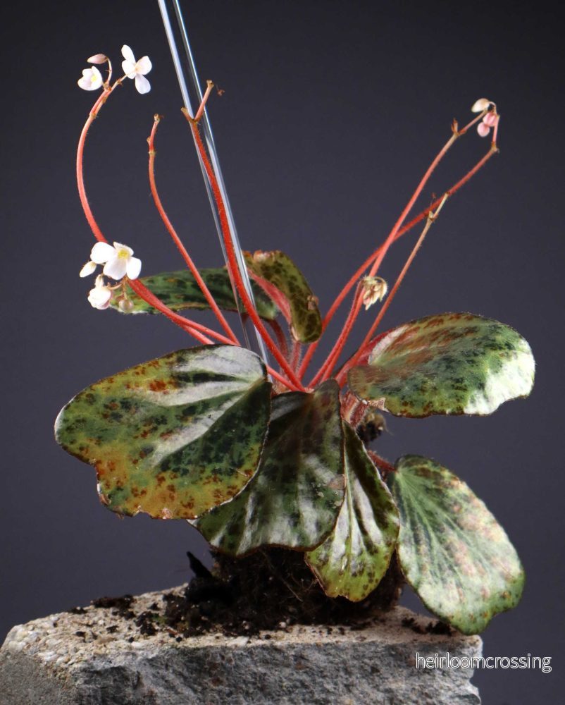 Begonia blancii - Bild 3