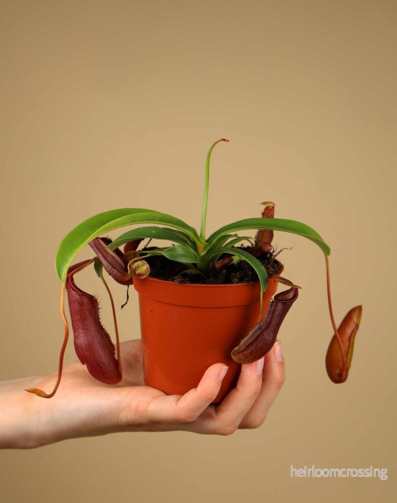 Nepenthes singalana