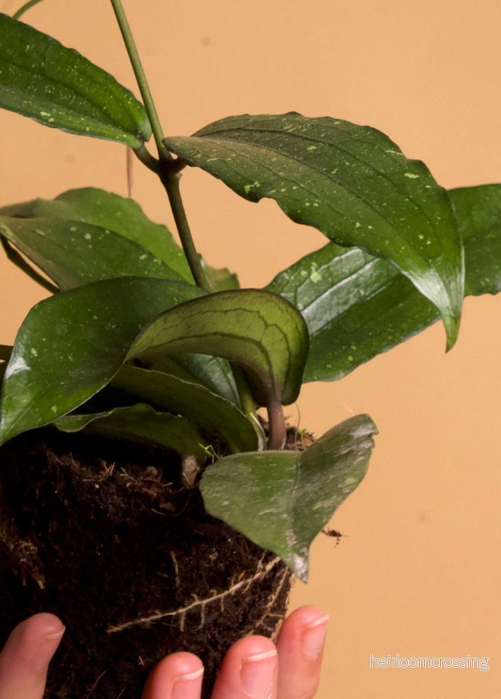 Hoya erythrina - Bild 3