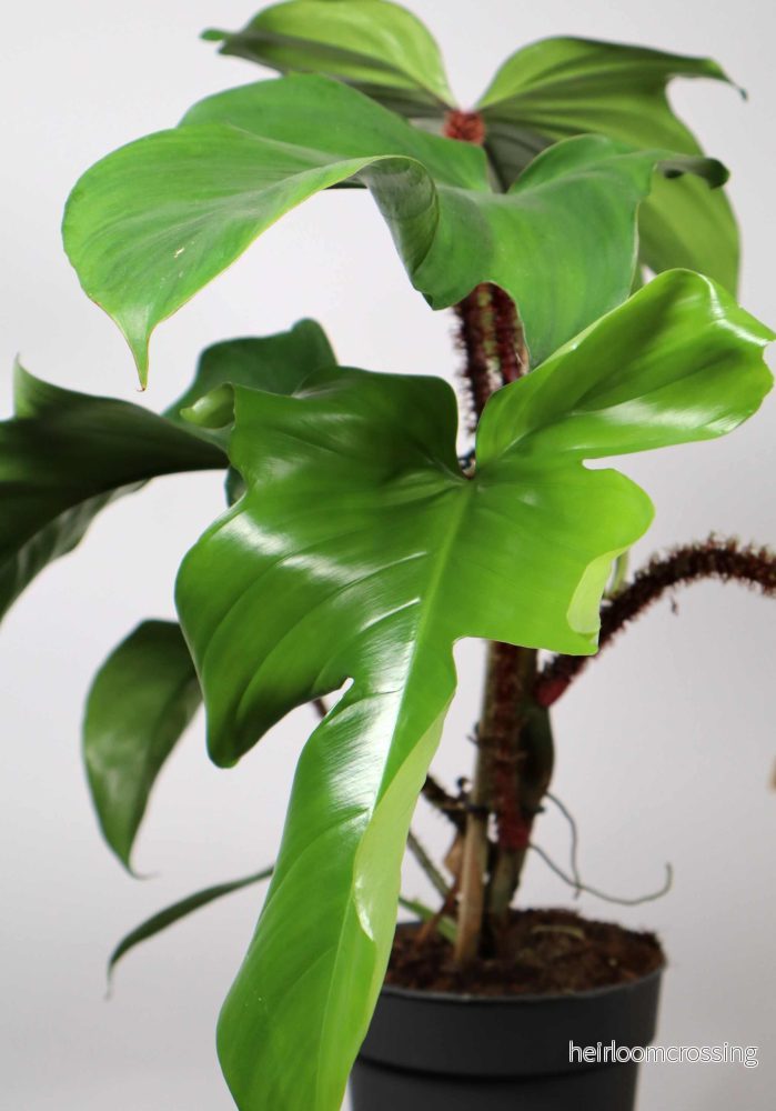 Philodendron squamiferum 'Mossranka' - Bild 2