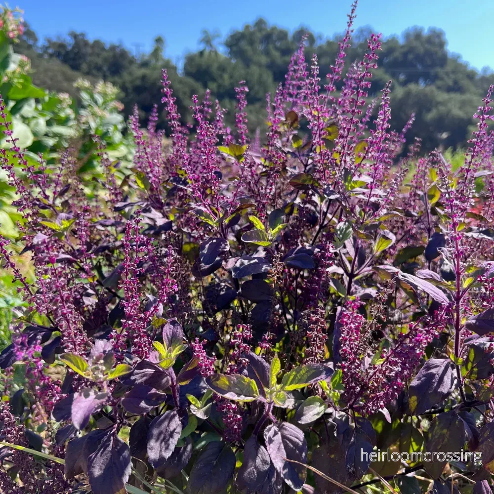Helig Röd Thai Basilika (Ocimum tenuiflorum "Krishna Tulsi") | frön, ca 20 st.