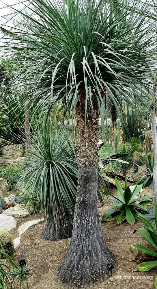 Elefantfot (Beaucarnea stricta) | frön, 10 st.