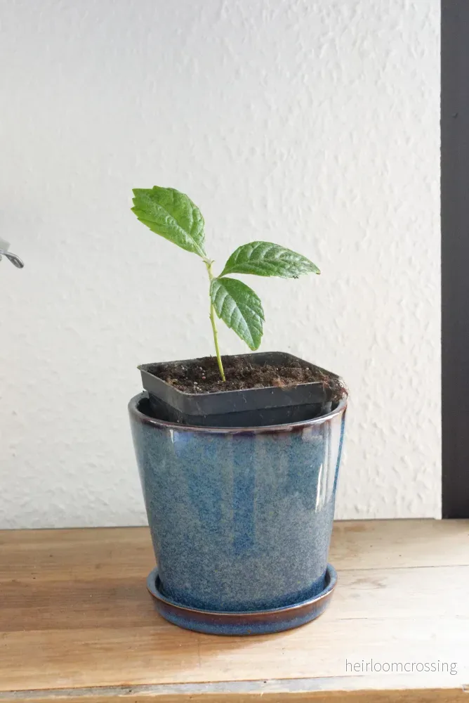 Japansk mispel (Eriobotrya japonica) | växt - Bild 3