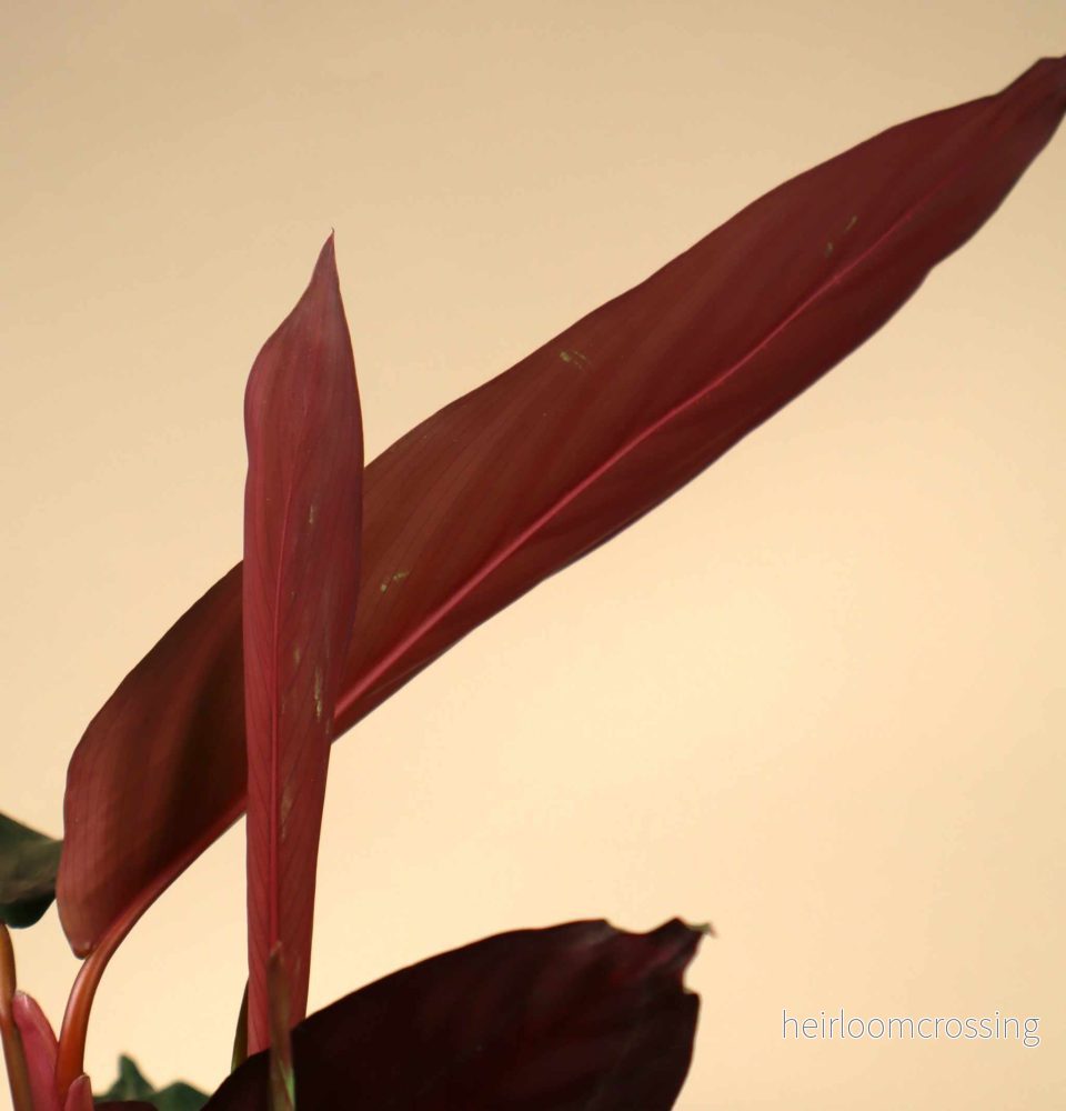 Stromanthe sanguinea (S. thalia) - Bild 2