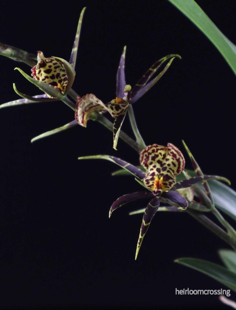 Brassia Orkidéer - Bild 2