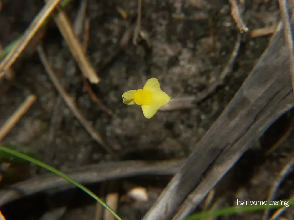 Finblommig blåsört (Utricularia subulata) | frön, 20 st. - Bild 3