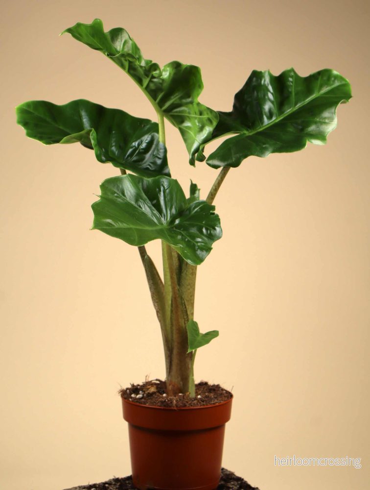 Alocasia 'low rider' (Alocasia odora x Alocasia portei) - Bild 3