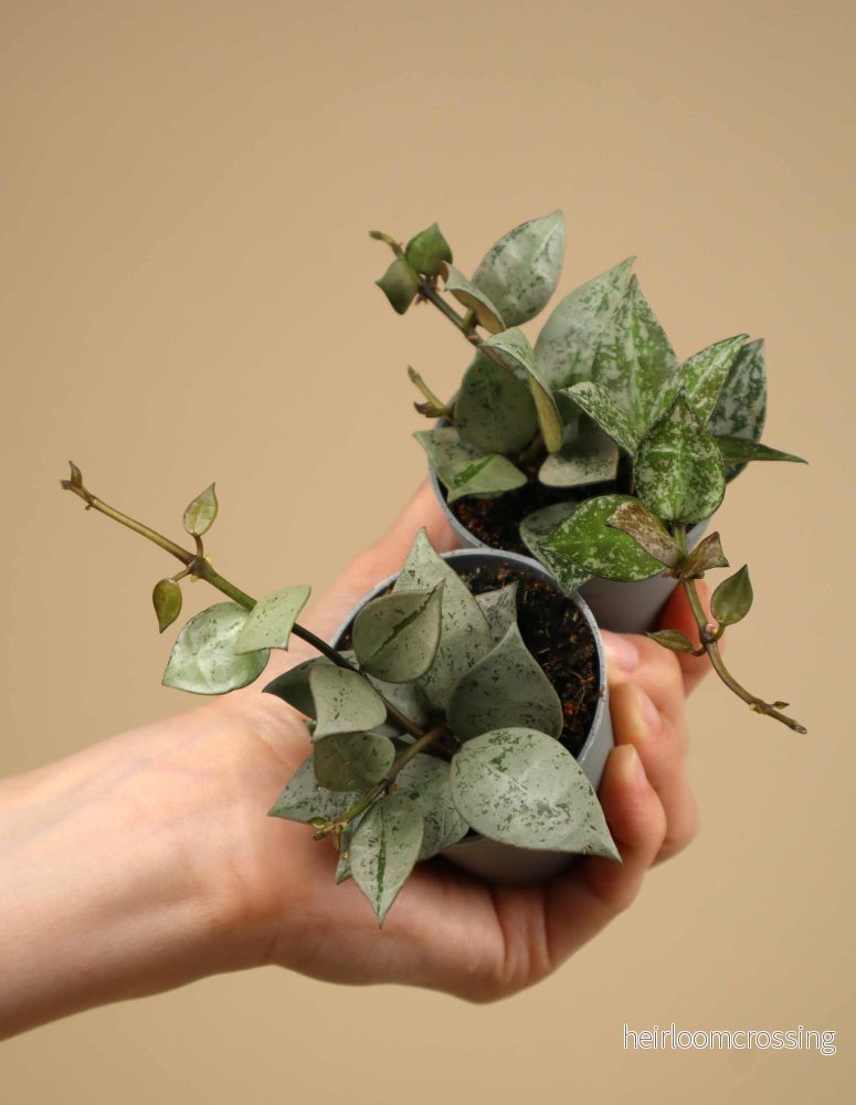 Hoya krohniana 'Eskimo' - Bild 3