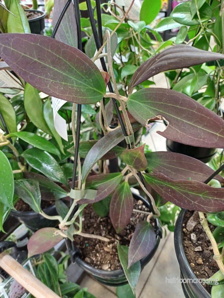 Hoya verticillata var. verticillatay