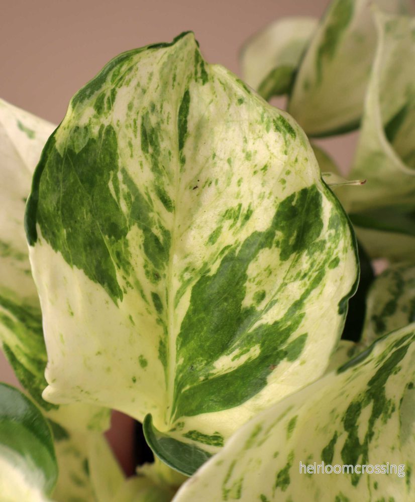 Epipremnum aureum 'Manjula' - Bild 2