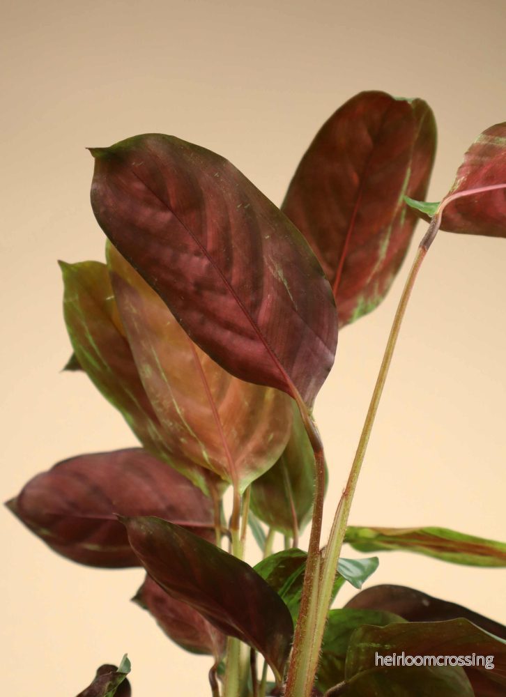 Calathea 'freddie' (goeppertia concinna) - Bild 2