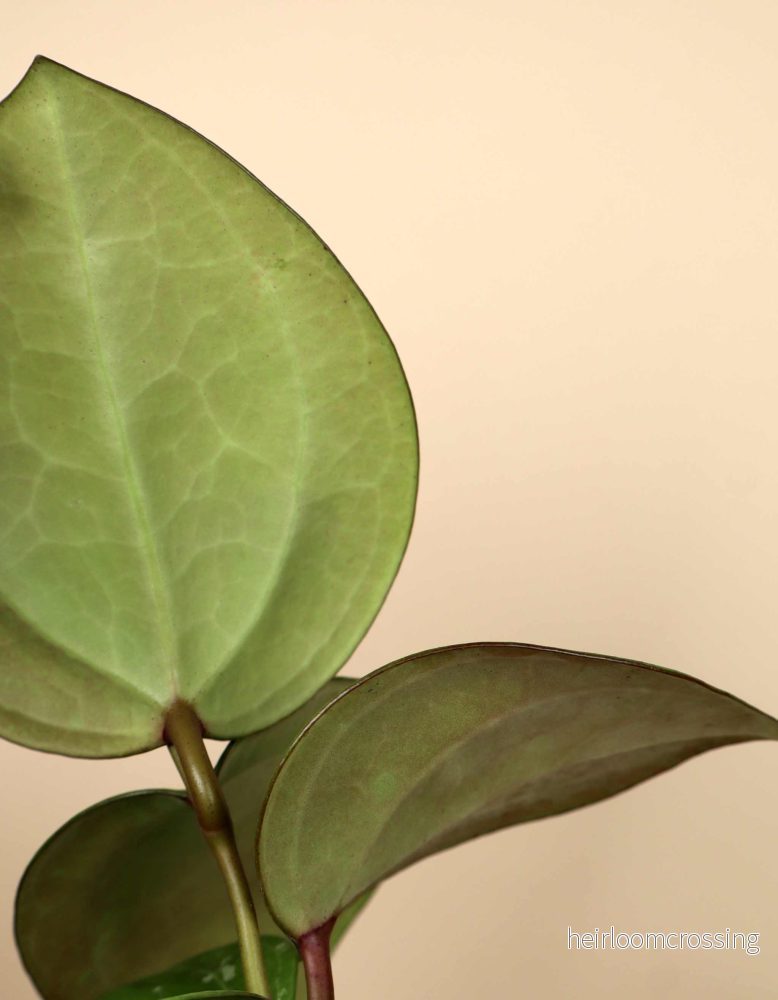 Hoya sp. Sarawak 'cream' - Bild 3