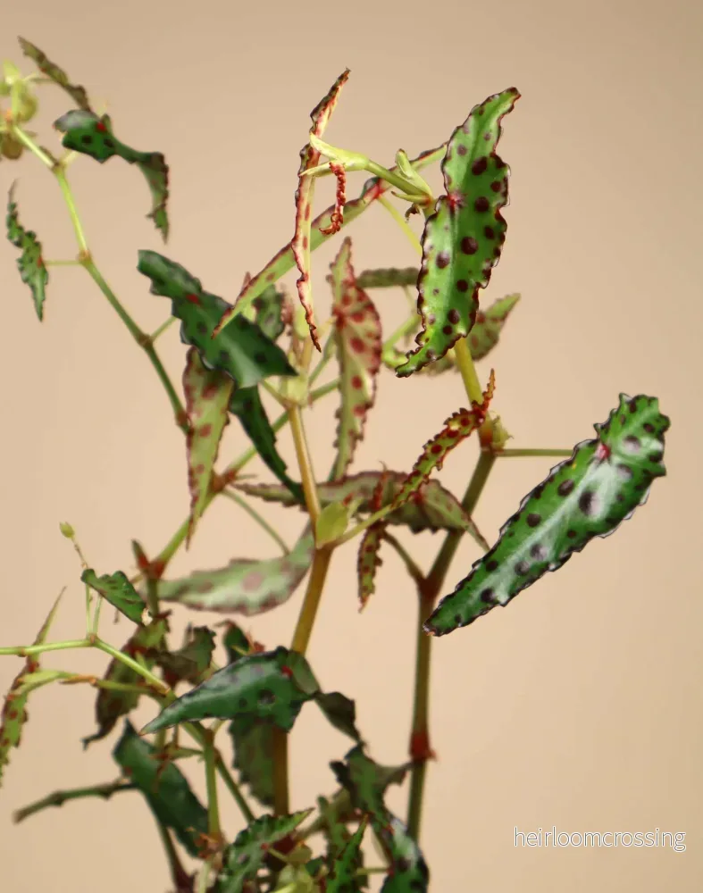 Begonia amphioxus - Bild 3