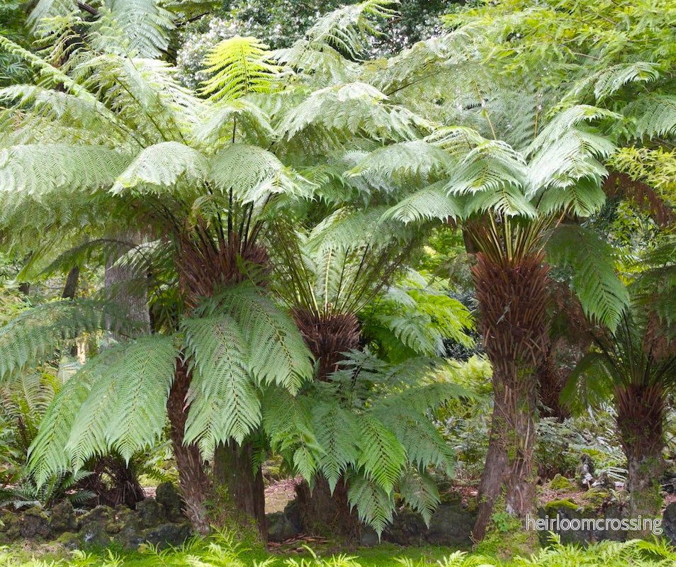 Tasmanian Tree Fern (Dicksonia antarctica) | frön, ca. 250 st. - Bild 3