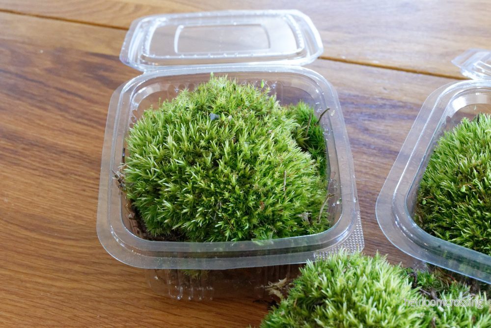Terrariummossa: Vanlig vitmossa (Leucobryum glaucum) - Bild 3